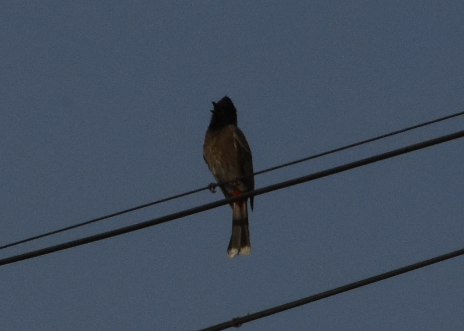 Red-vented Bulbul - ML619877653