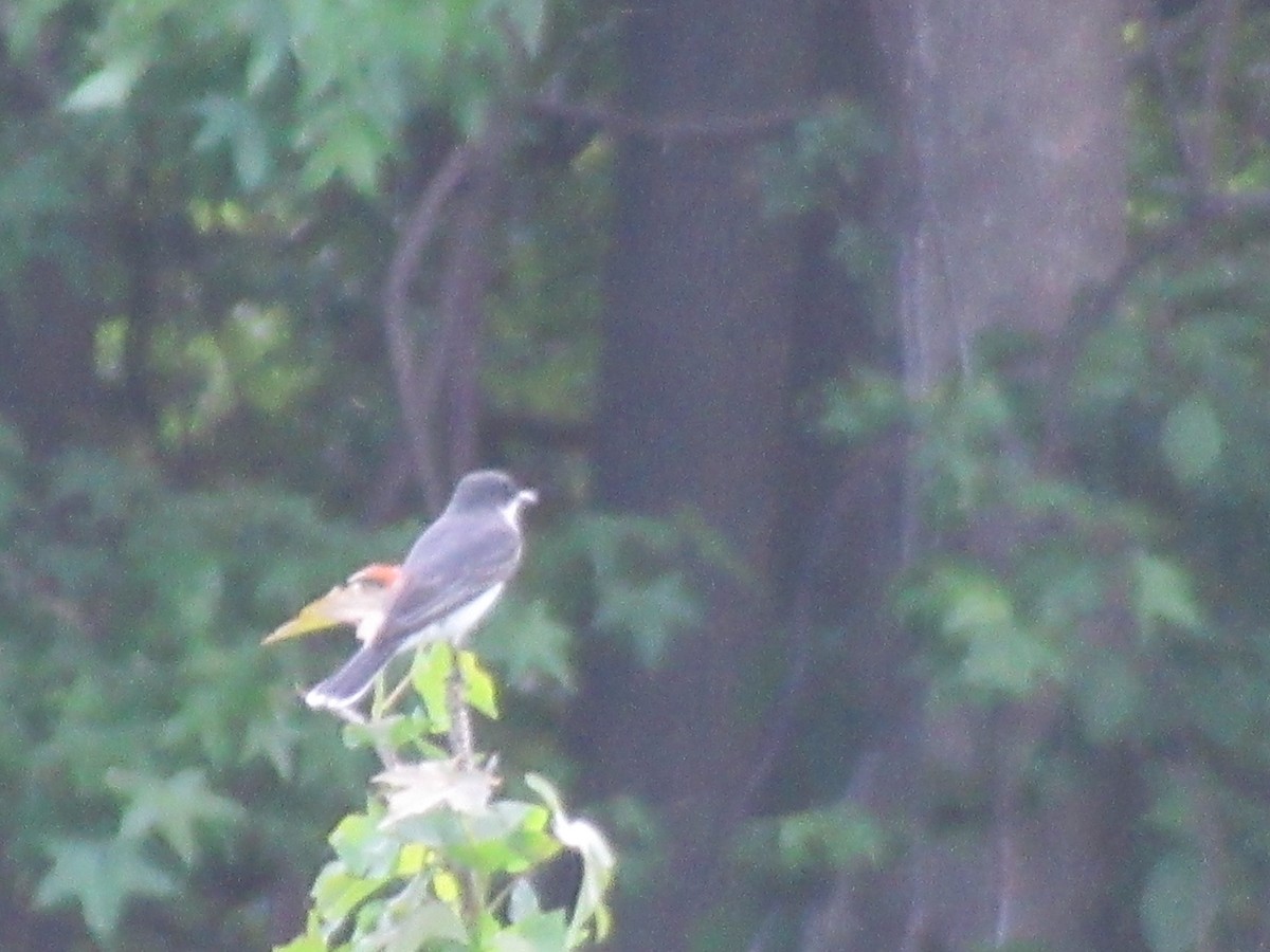 Eastern Kingbird - ML619877670