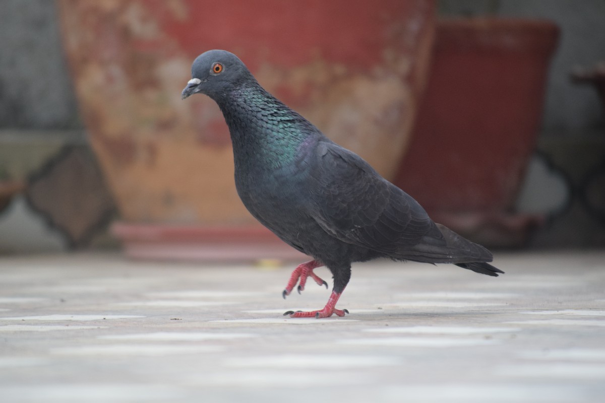 Rock Pigeon (Feral Pigeon) - ML619877674