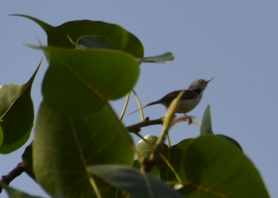 Common Tailorbird - ML619877676