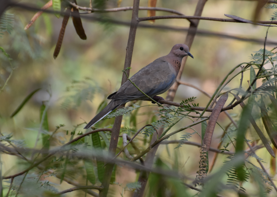Laughing Dove - ML619877686