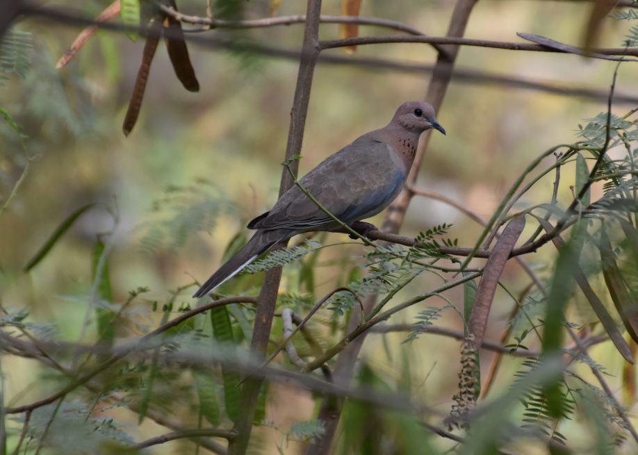 Tórtola Senegalesa - ML619877686