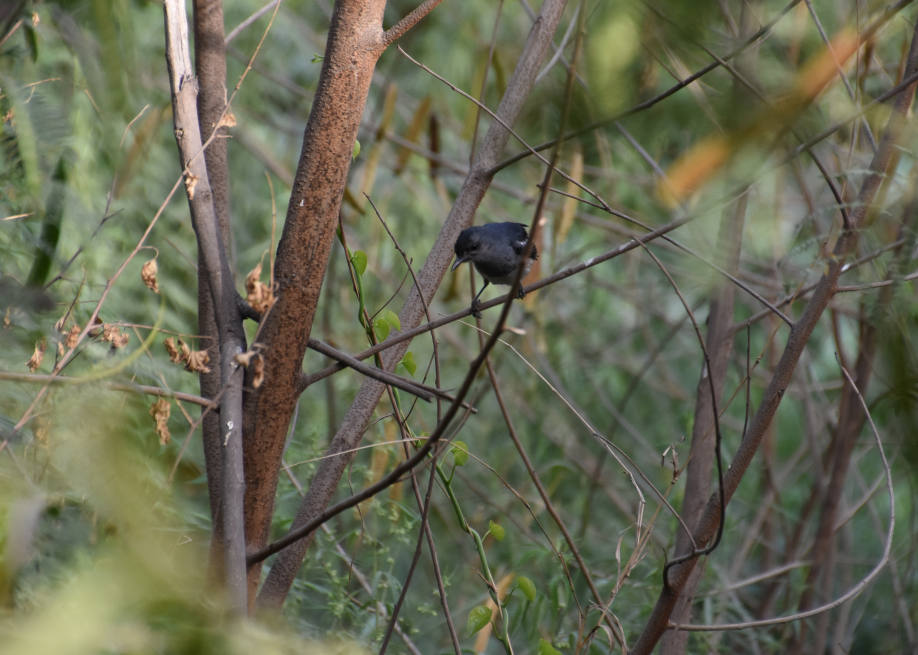 Oriental Magpie-Robin - ML619877687