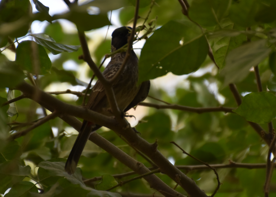 Red-vented Bulbul - ML619877691