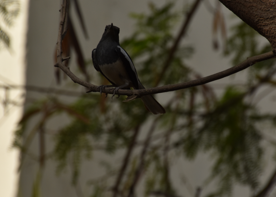 Oriental Magpie-Robin - ML619877692