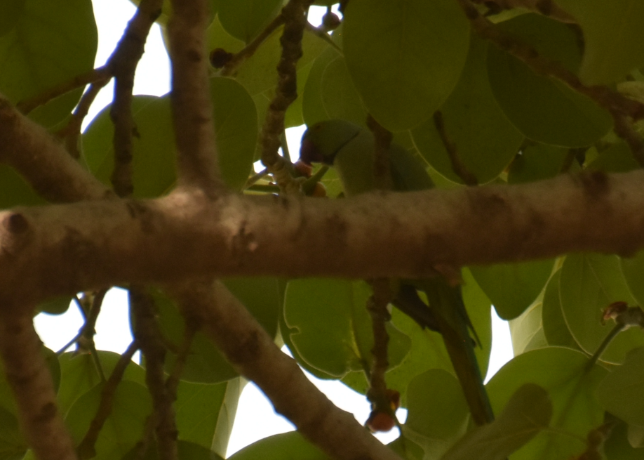 Rose-ringed Parakeet - ML619877693