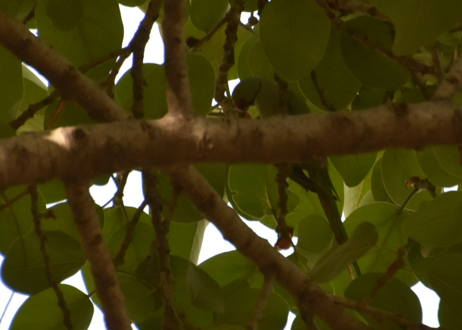 Rose-ringed Parakeet - ML619877694