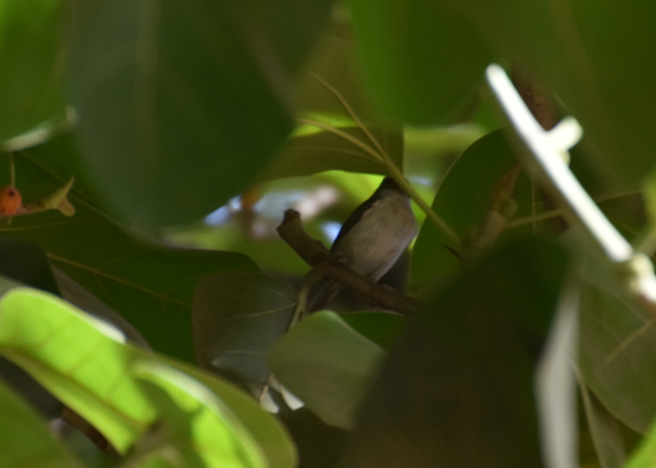 Prinia Sencilla - ML619877696