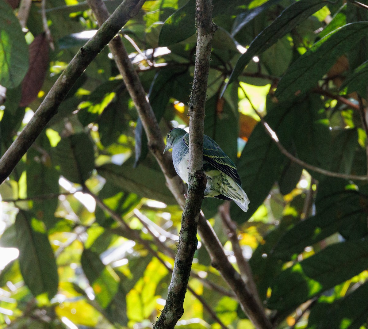 Superb Fruit-Dove - ML619877697