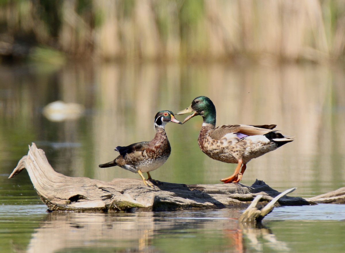 Wood Duck - ML619877701