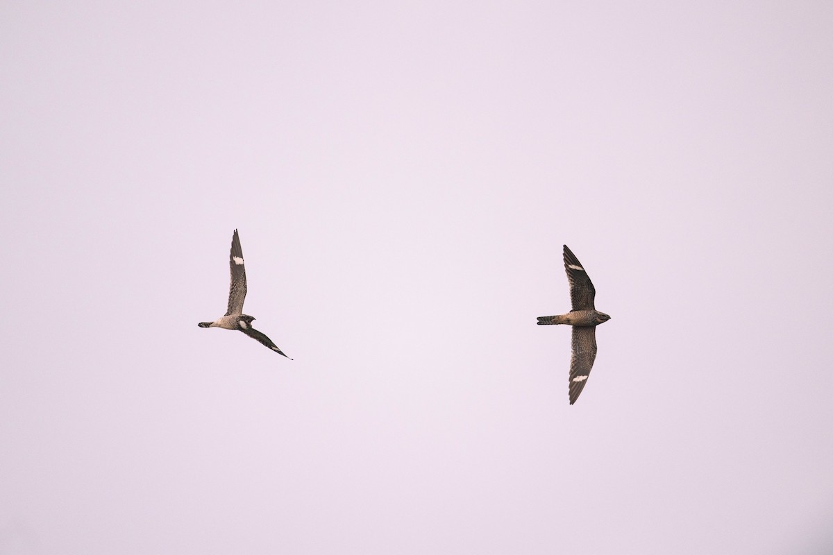 Common Nighthawk - ML619877705