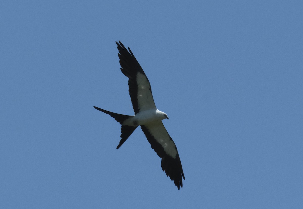 Swallow-tailed Kite - ML619877712