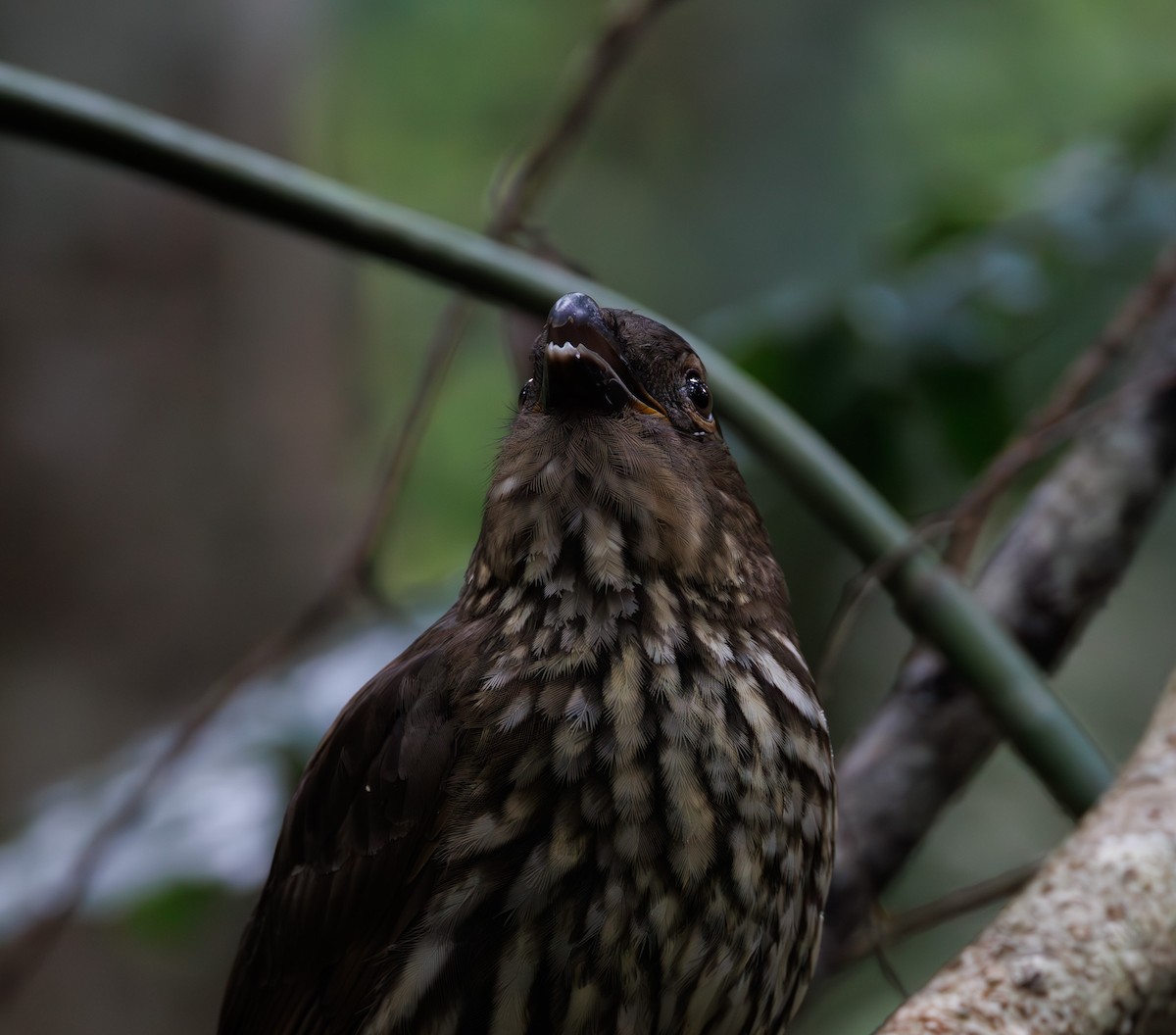 Tooth-billed Bowerbird - Luke sbeghen