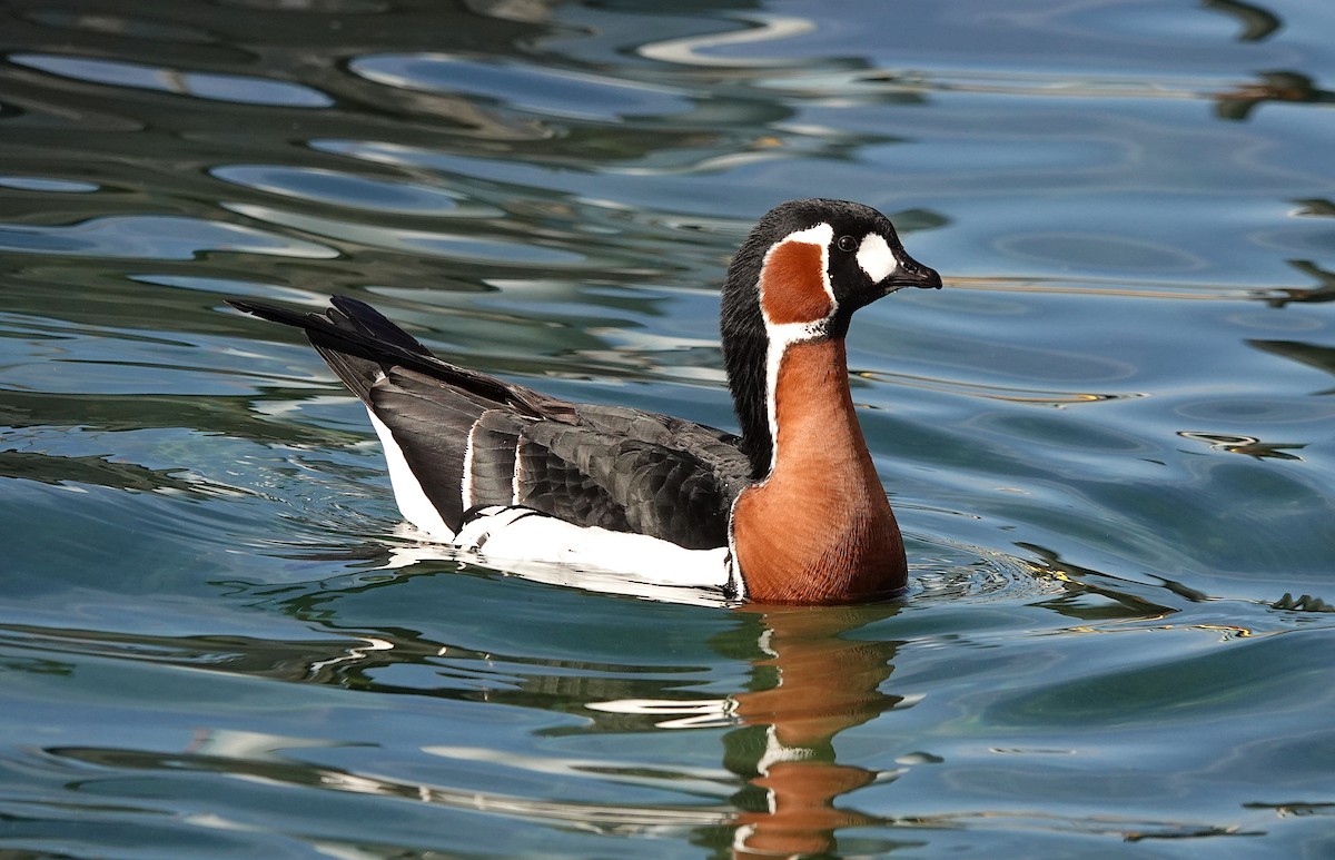 Red-breasted Goose - ML619877722