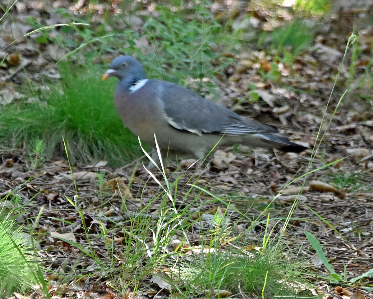 Common Wood-Pigeon - ML619877752
