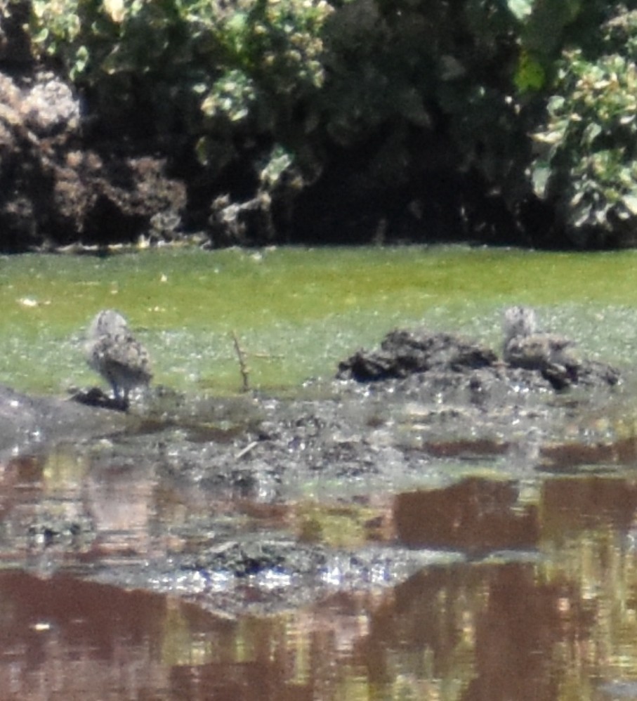 Black-necked Stilt - Sara Busch