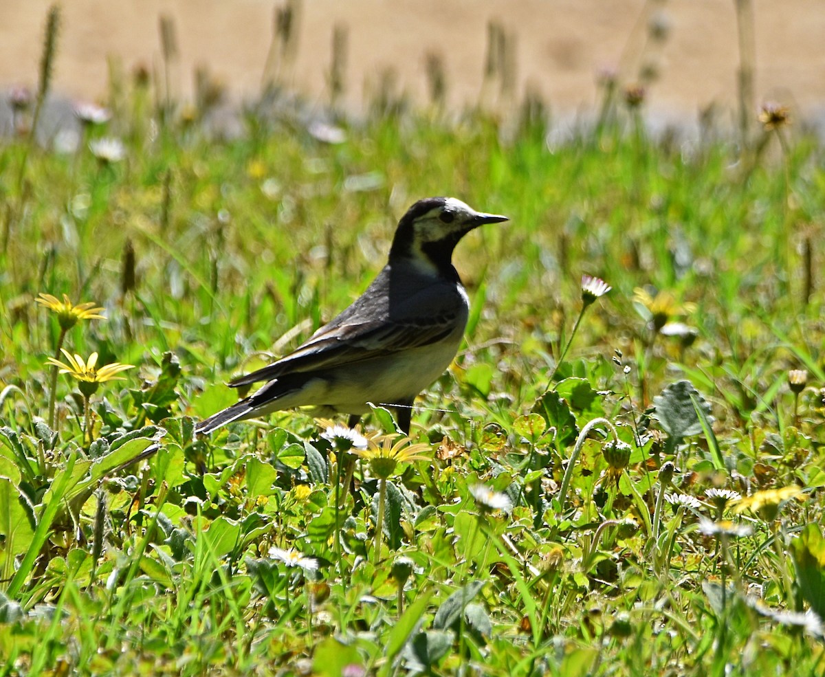 White Wagtail - ML619877799