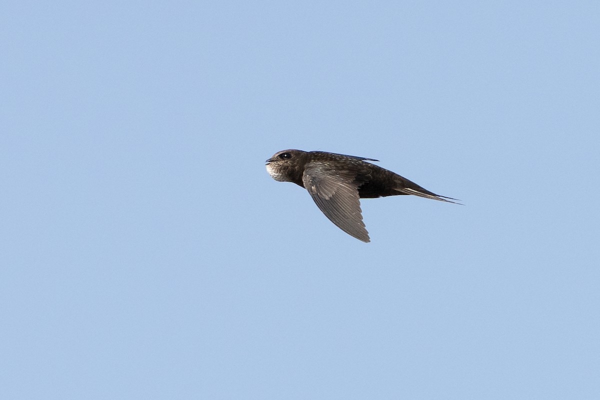 Common Swift - ML619877810