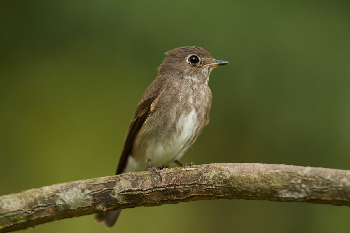 Dark-sided Flycatcher - ML619877823