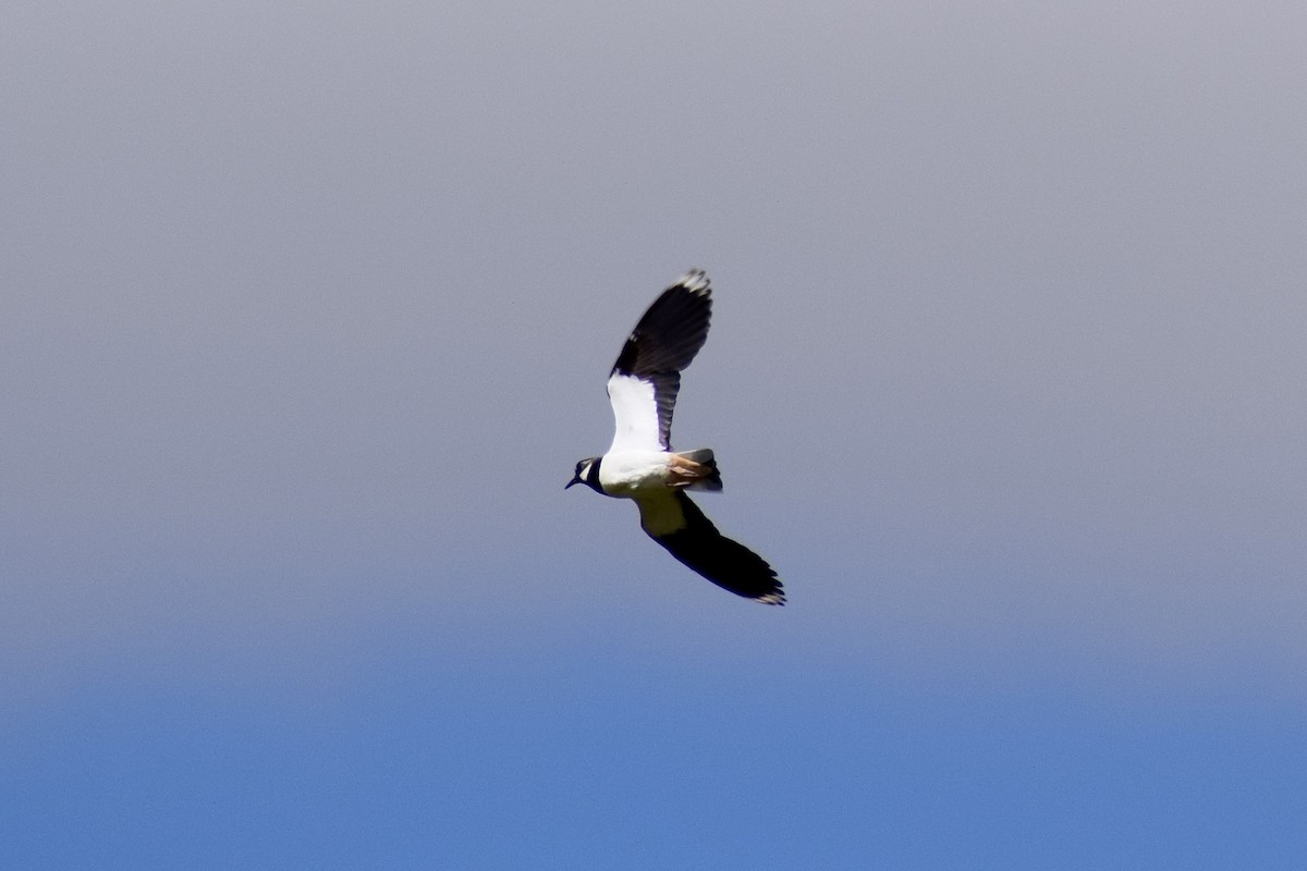 Northern Lapwing - ML619877830