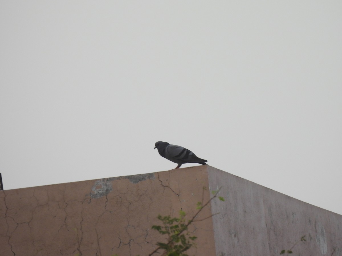 Rock Pigeon (Feral Pigeon) - ML619877834