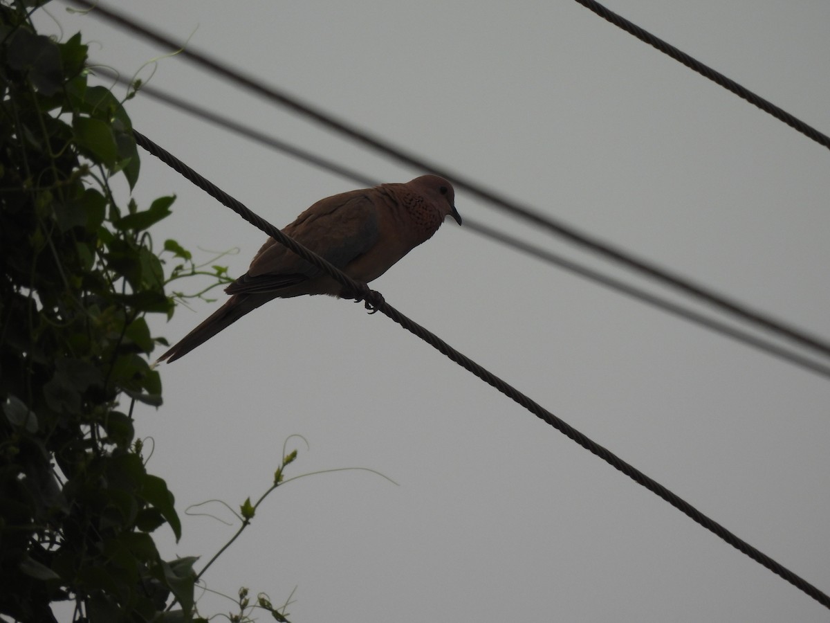 Laughing Dove - ML619877835