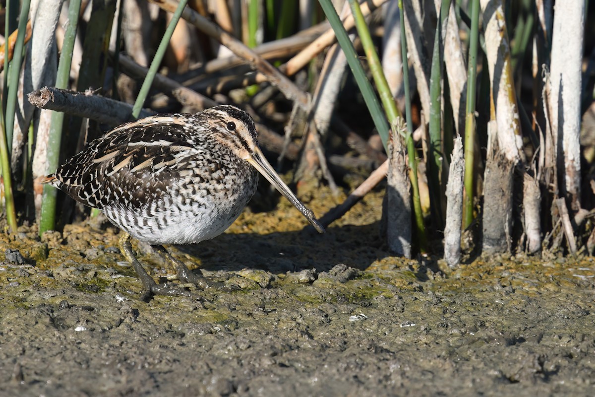 African Snipe - ML619877839