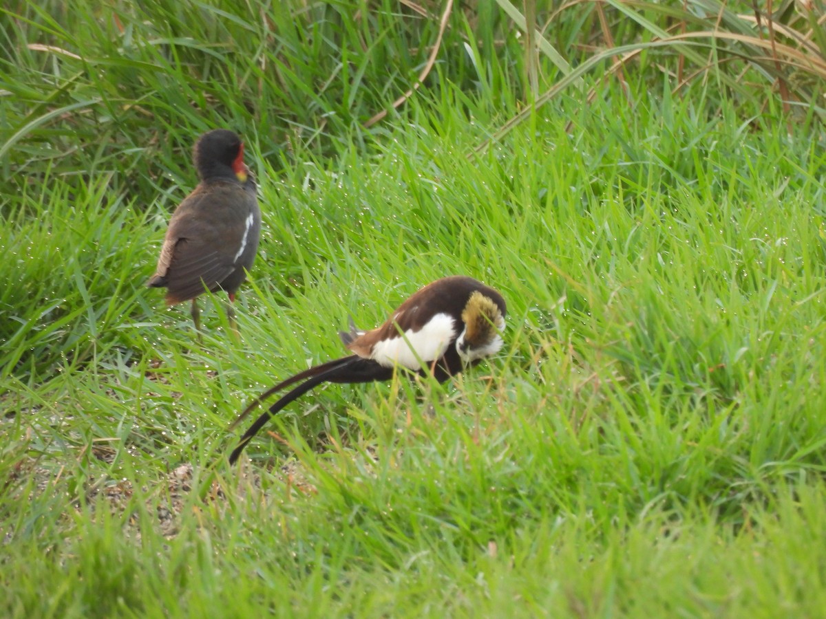 Pheasant-tailed Jacana - ML619877855