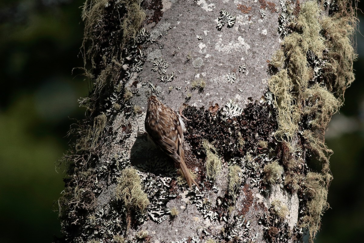 Eurasian Treecreeper - ML619877858