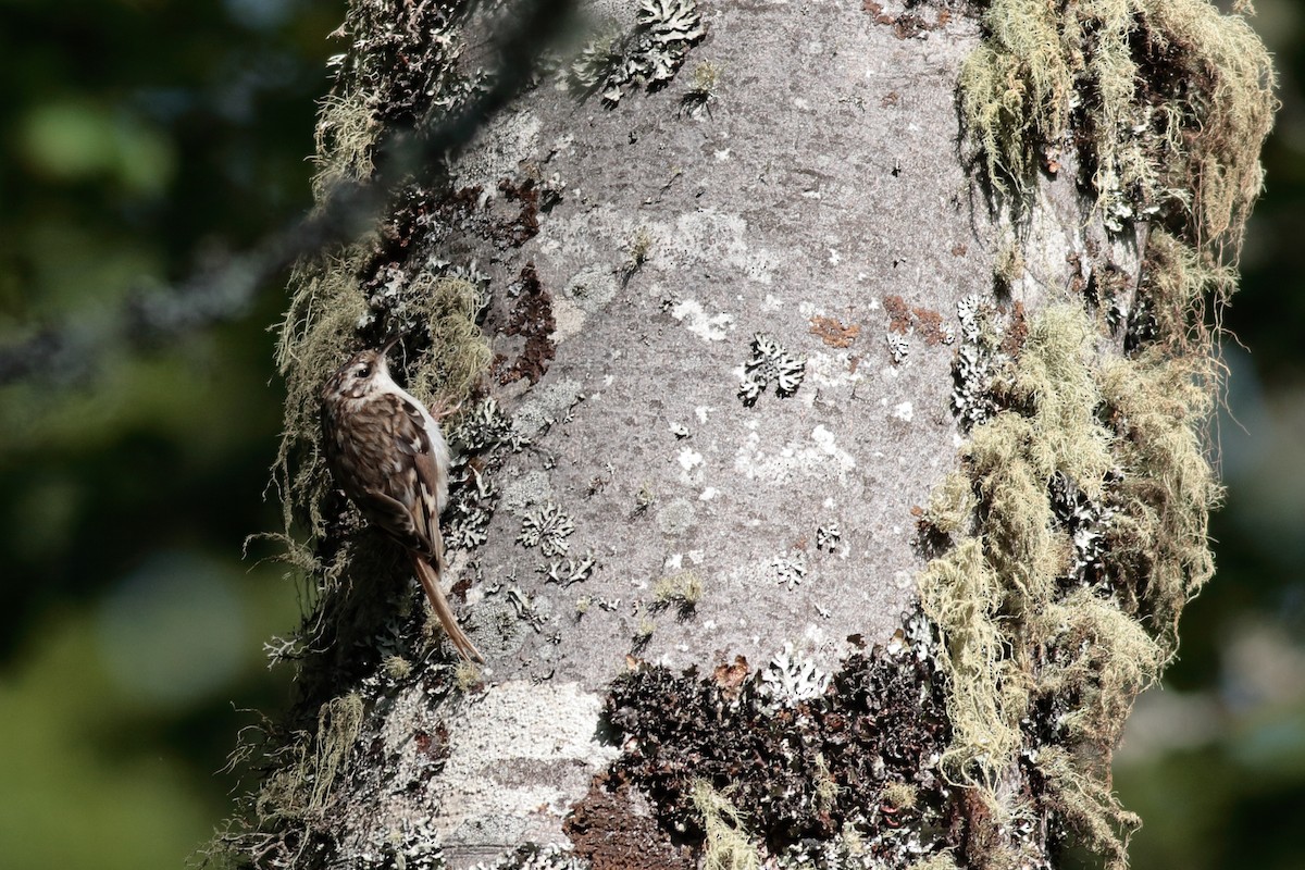 Eurasian Treecreeper - ML619877859