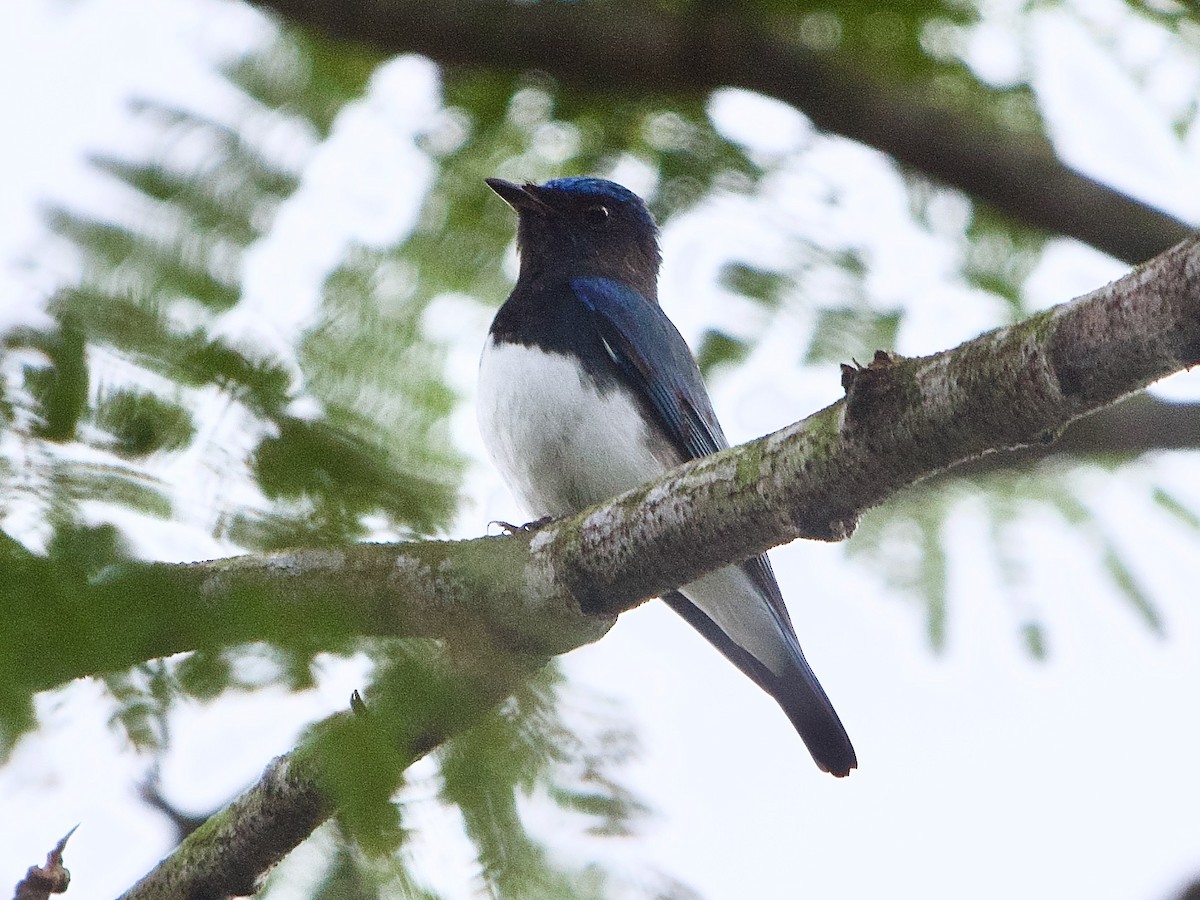 Blue-and-white Flycatcher - ML619877864