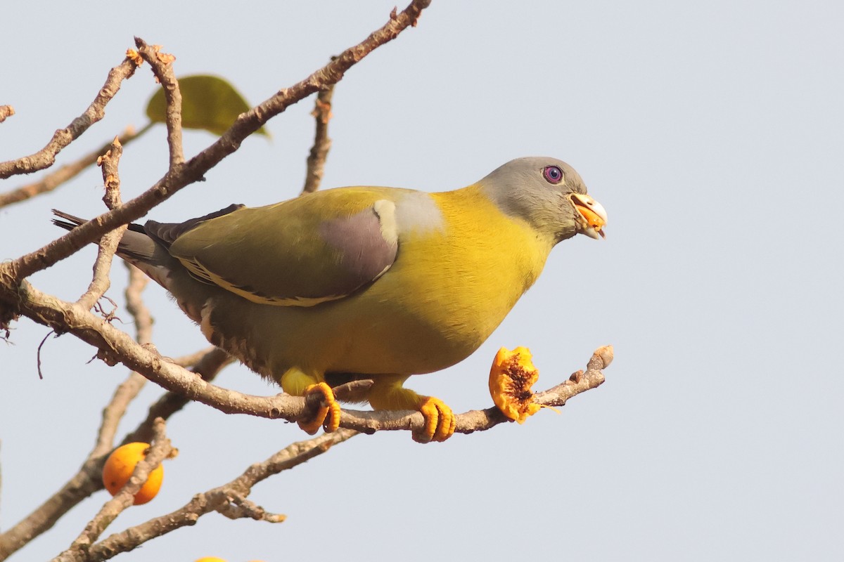 Yellow-footed Green-Pigeon - ML619877869