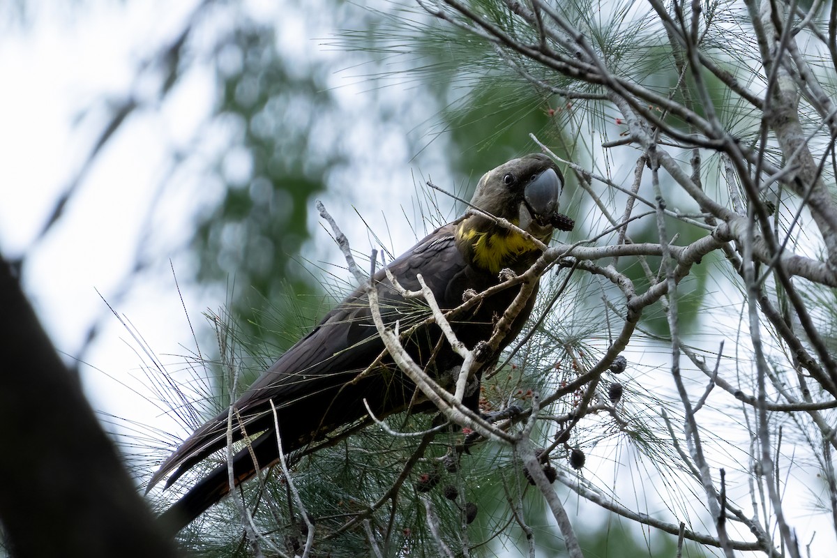 brunkakadu - ML619877886