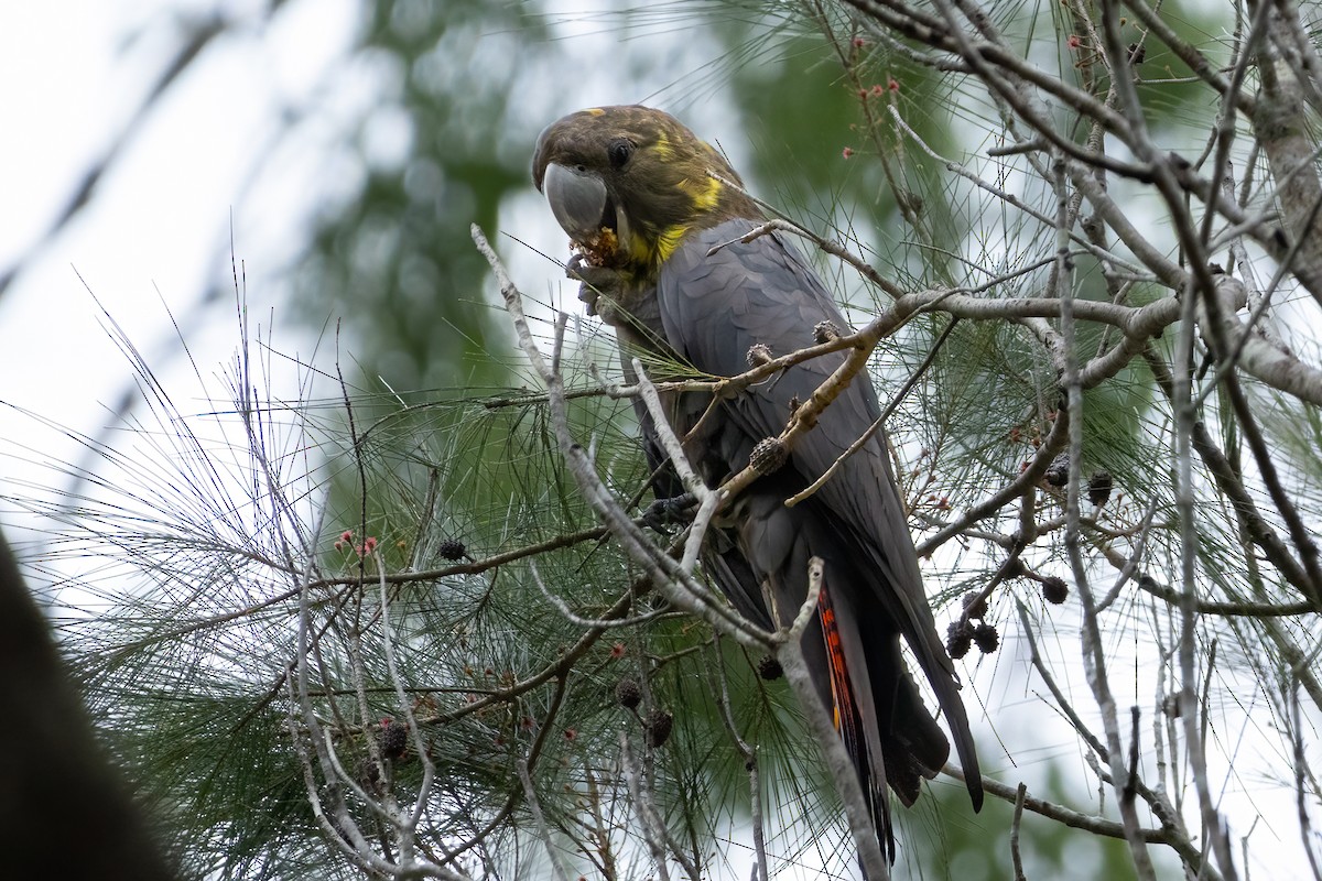 kakadu hnědohlavý - ML619877887