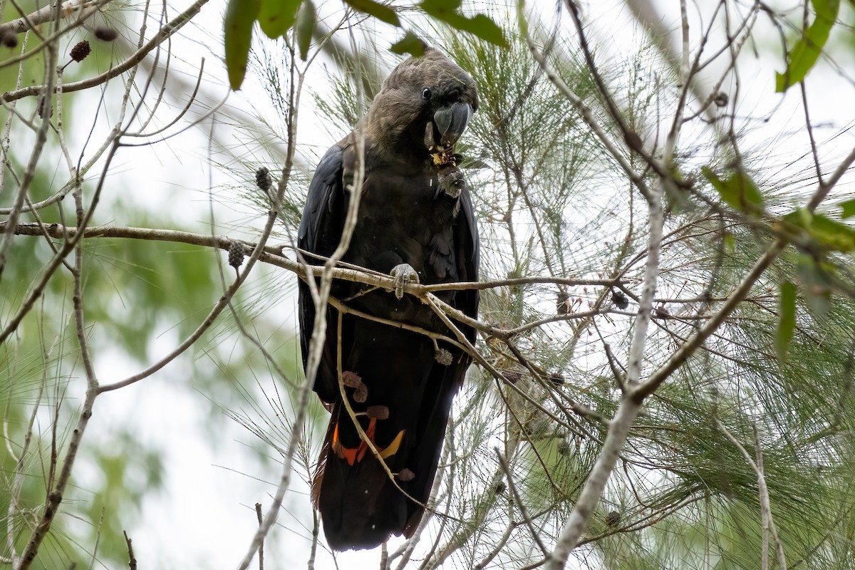 Glossy Black-Cockatoo - ML619877888