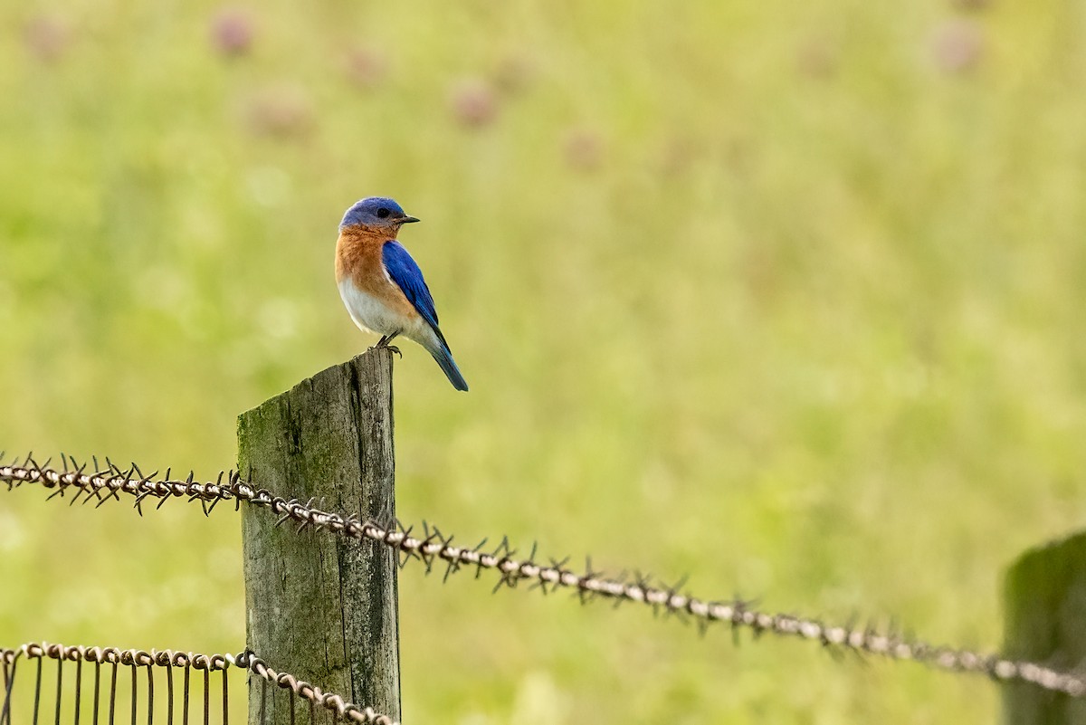 Eastern Bluebird - ML619877892