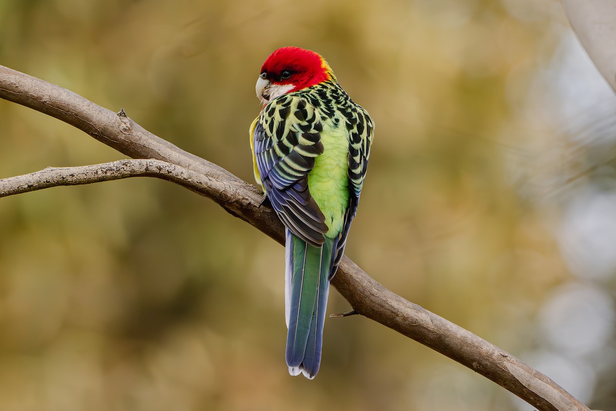 Eastern Rosella - ML619877893