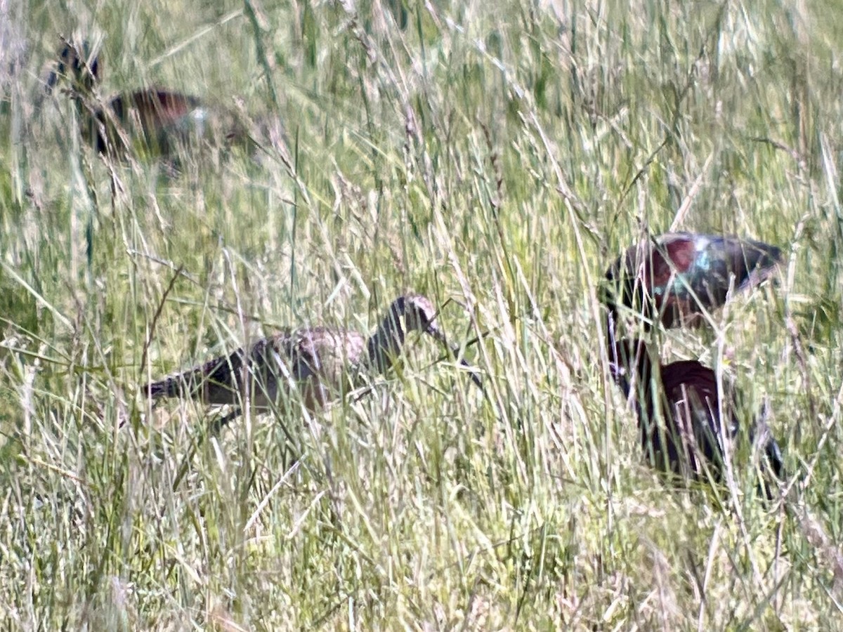 Long-billed Curlew - ML619877896