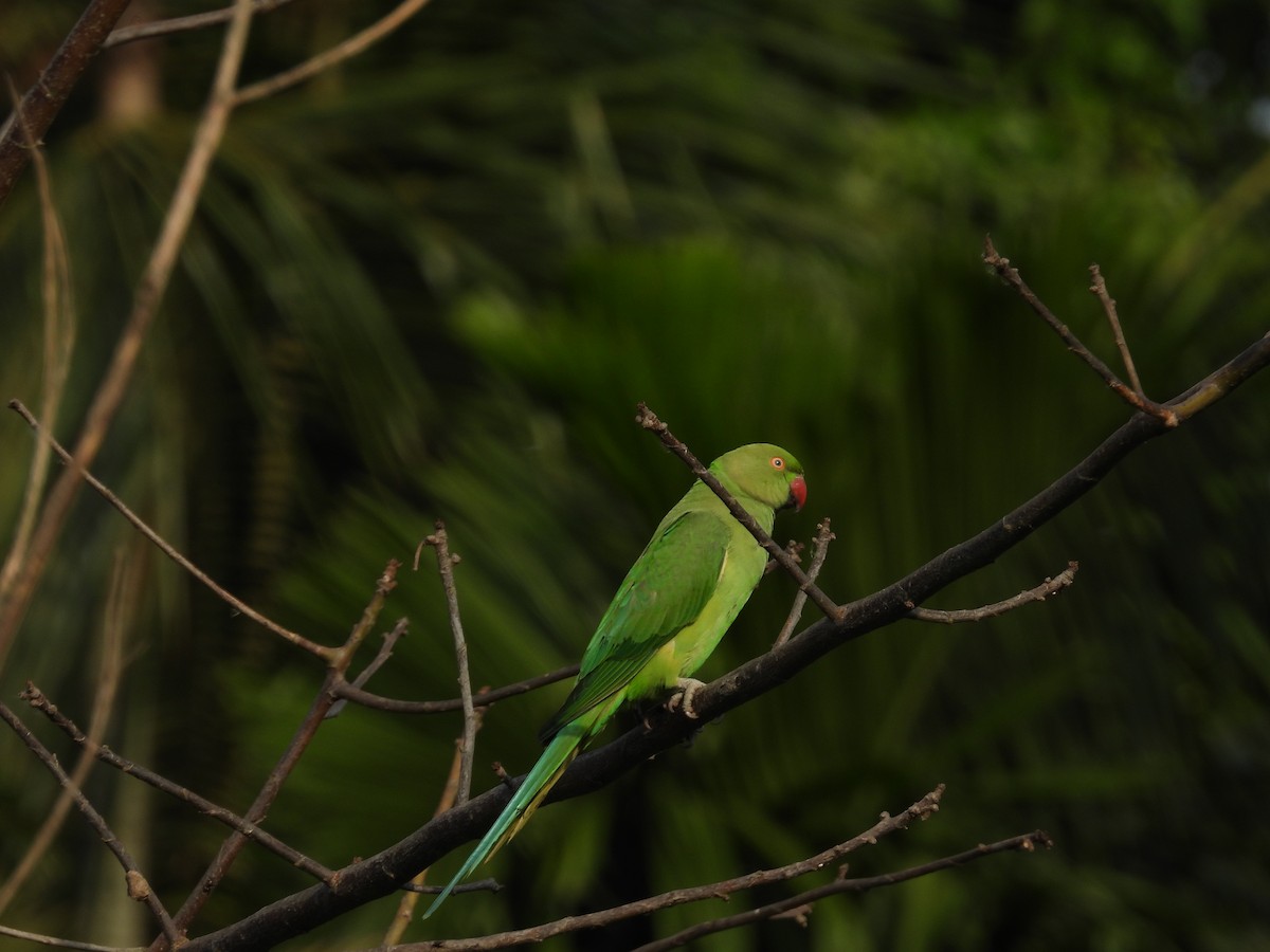 Yeşil Papağan - ML619877903