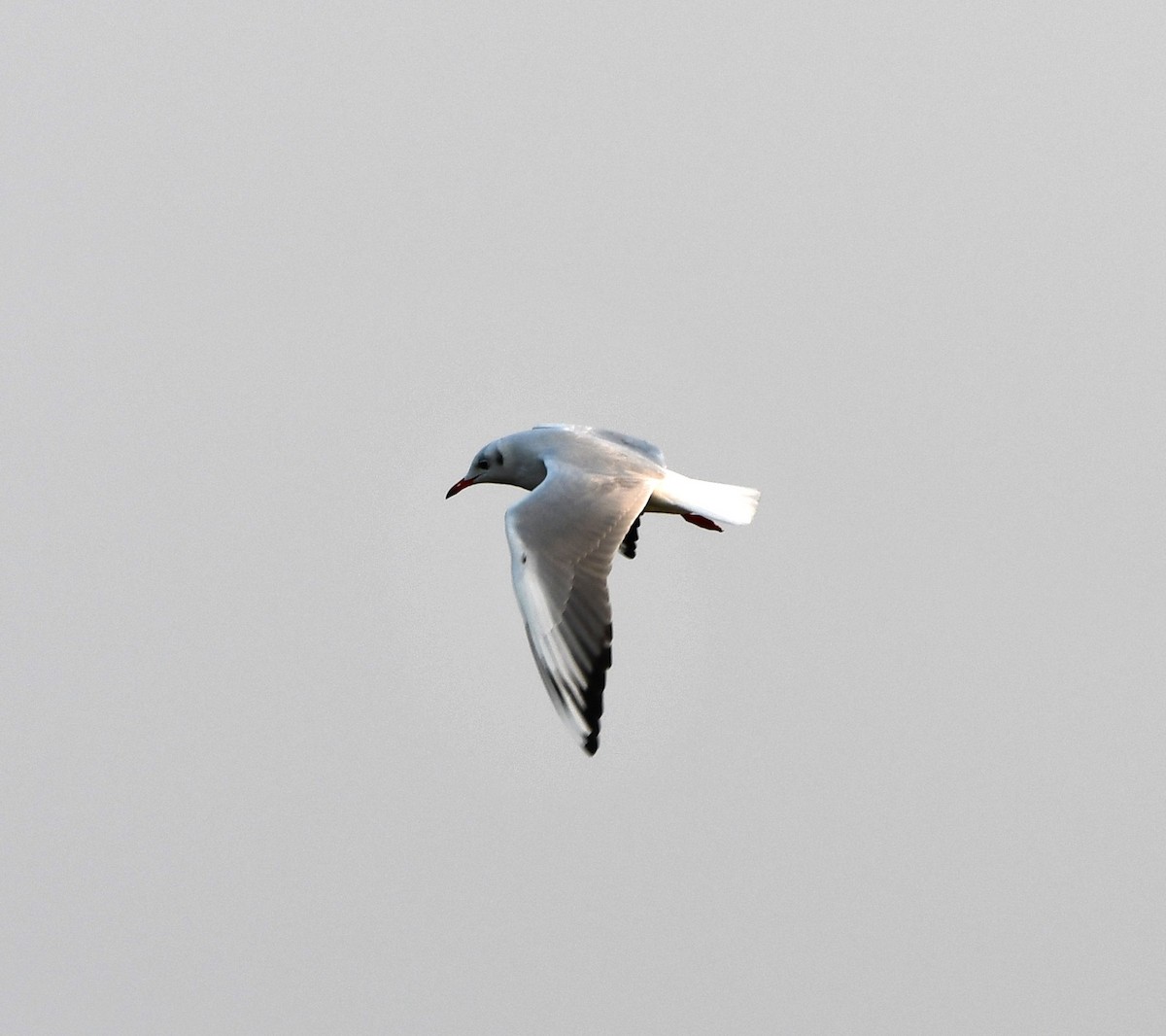 Brown-headed Gull - ML619877904