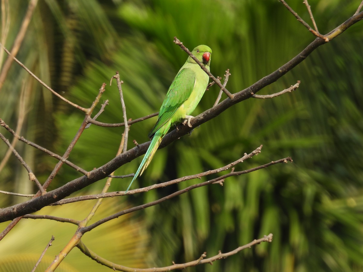 Yeşil Papağan - ML619877906