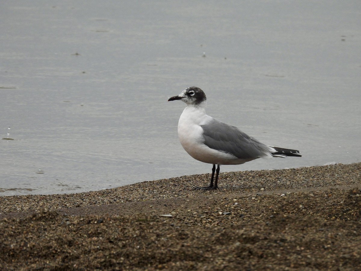 Franklin's Gull - ML619877910