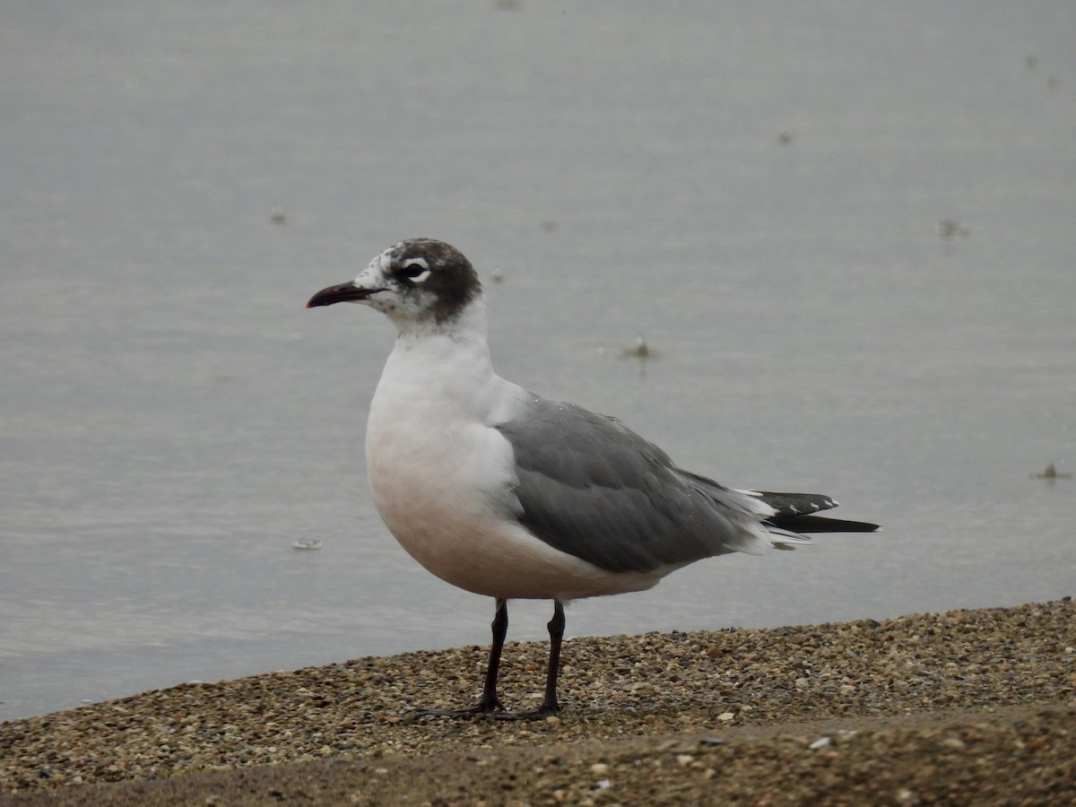 Franklin's Gull - ML619877911