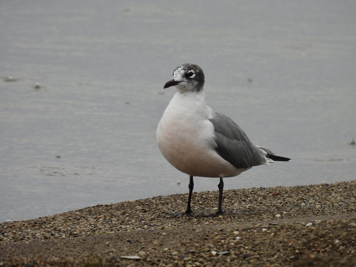 Franklin's Gull - ML619877912