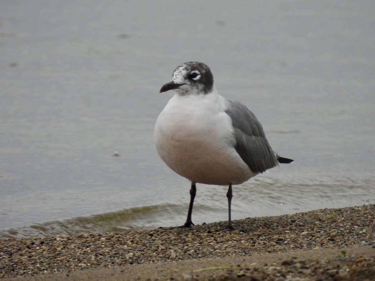 Franklin's Gull - ML619877913