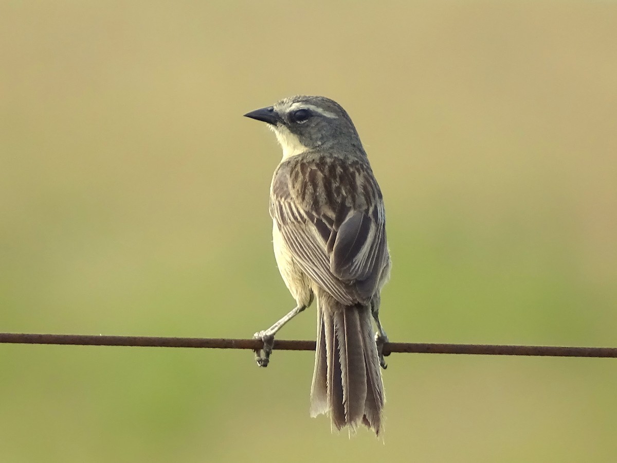 Long-tailed Reed Finch - ML619877918