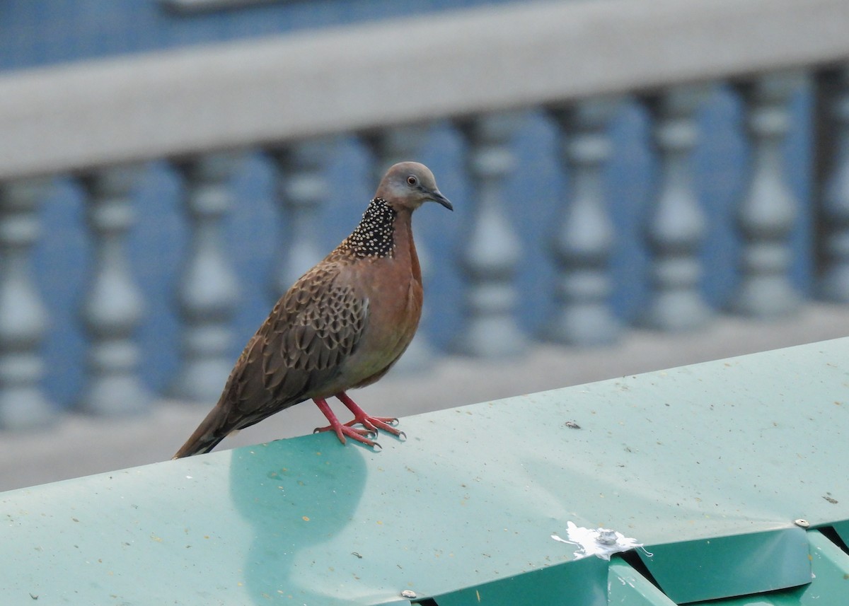 Spotted Dove - ML619877932