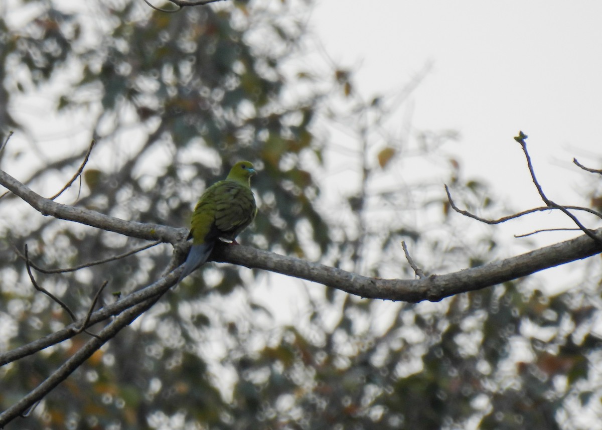 Pin-tailed Green-Pigeon - ML619877938