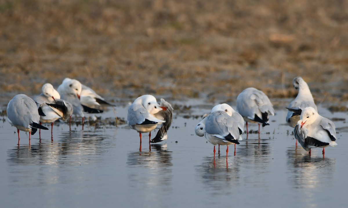 Black-headed Gull - ML619877942