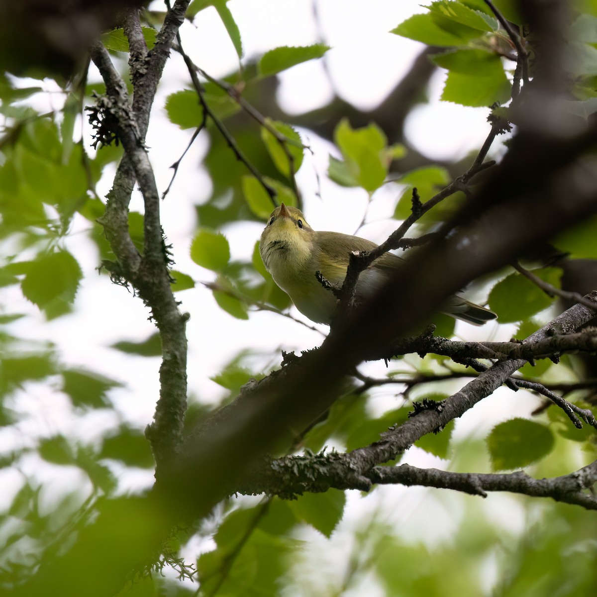 Wood Warbler - ML619877971